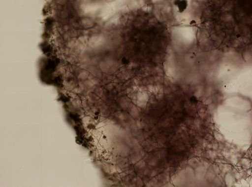 Haliclona?