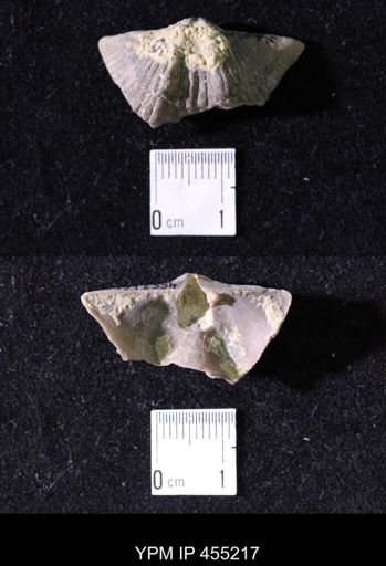 Platystrophia acutilirata