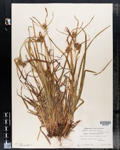 Carex intumescens