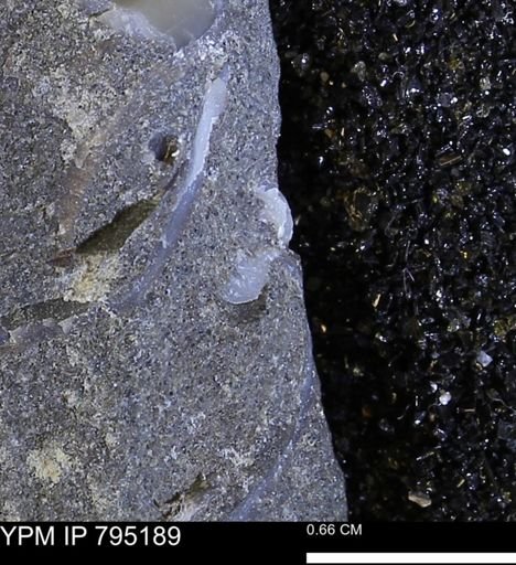 undet. Bivalvia