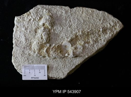 undet. Ichnofossil