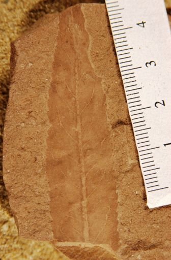 Salix hesperia