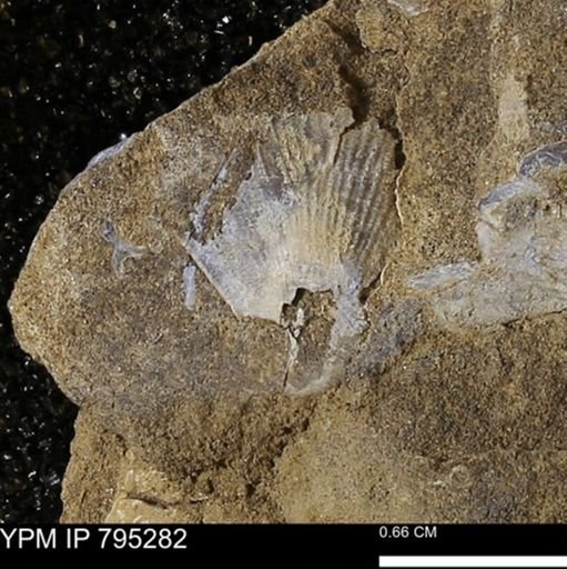 Oxytoma (Hypoxytoma) nebrascana