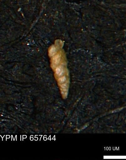 Verneuilinoides kansasensis