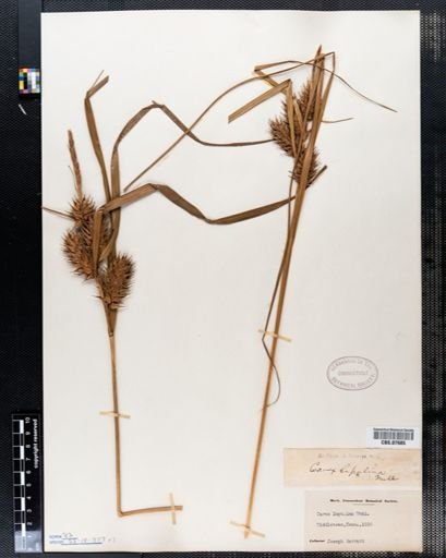 Carex lupulina