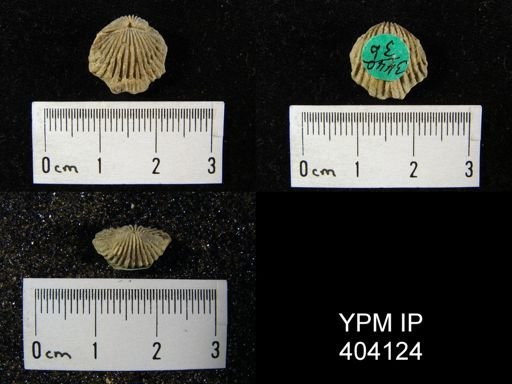 undet. Rhynchonellida