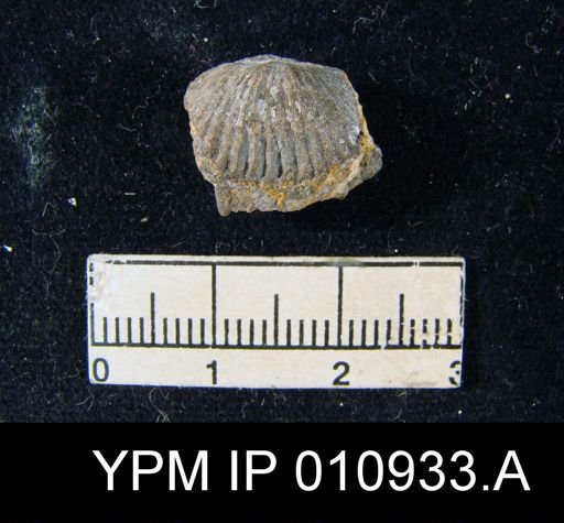 Meekella attenuata