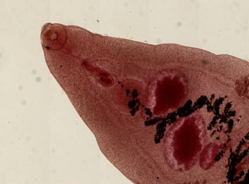 Dicrocoelium dendriticum