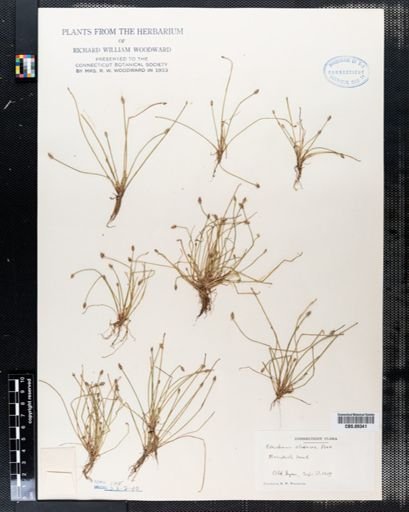 Eleocharis olivacea