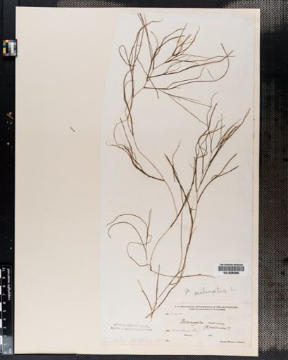 Potamogeton pectinatus