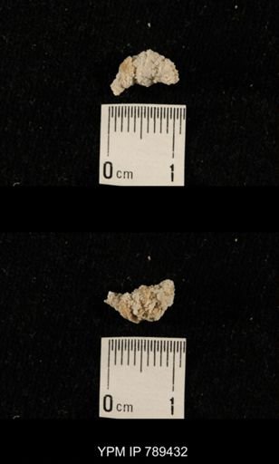 undet. Bryozoa