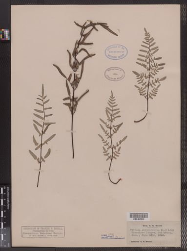 Pellaea atropurpurea