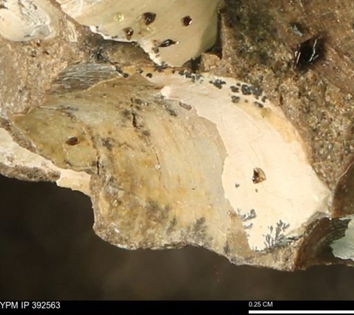 Protocardia subquadrata
