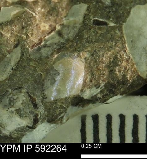 undet. Scaphitidae