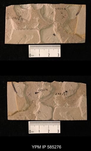 undet. Hymenoptera