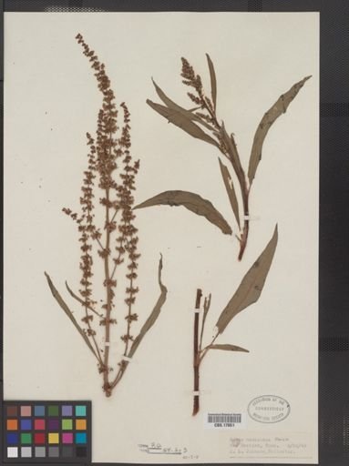 Rumex mexicanus