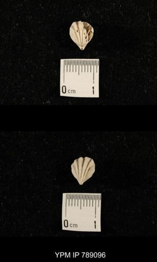 undet. Brachiopoda