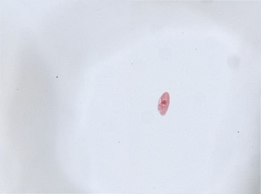 Paramecium aurelia