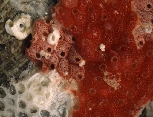 Hippopleurifera mucronata