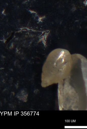 undet. Foraminiferida