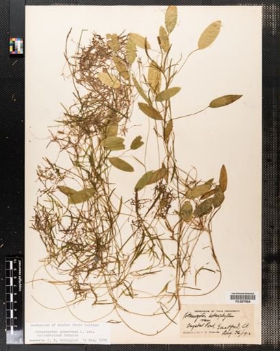 Potamogeton gramineus