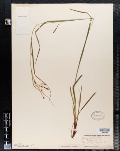 Carex debilis rudgei