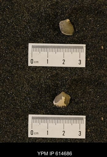 Limopsis striatopunctatus