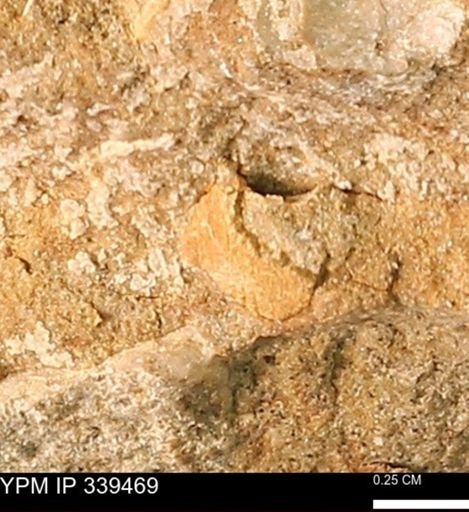 undet. Mollusca