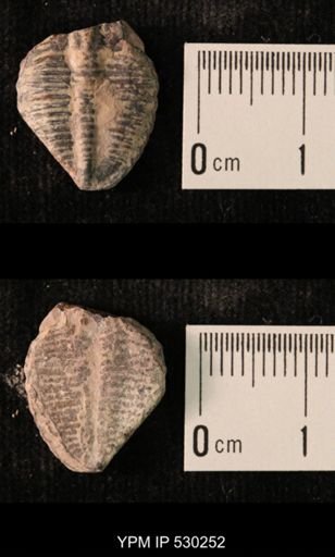 Elrathia kingi