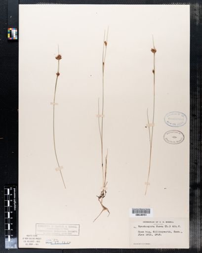 Rhynchospora fusca