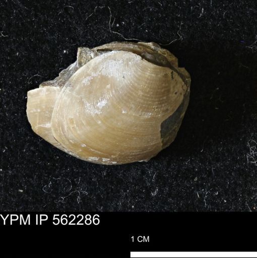 Limopsis striatopunctatus