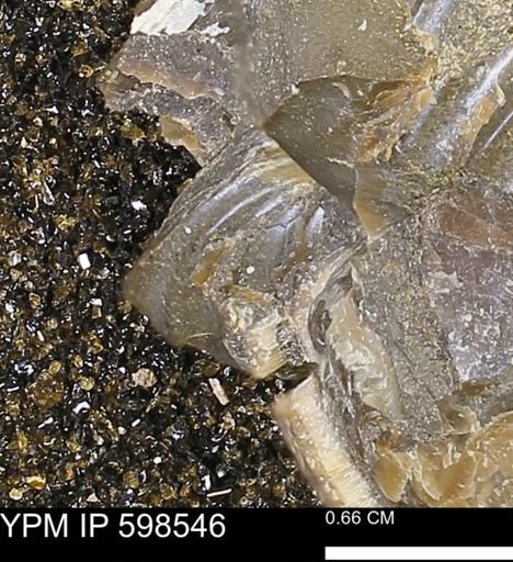 Inoceramus sp.