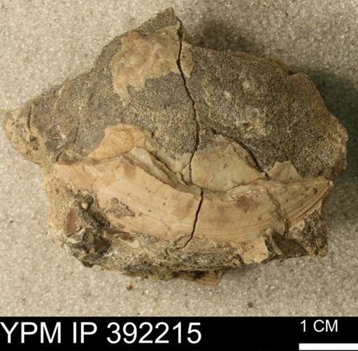 Inoceramus sp.