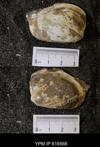 Corbicula?