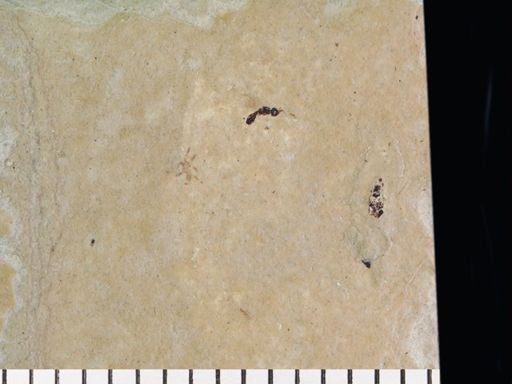 Hymenoptera