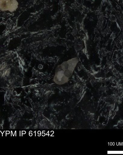 undet. Heterohelicidae