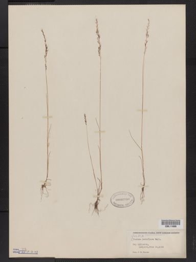 Vulpia octoflora