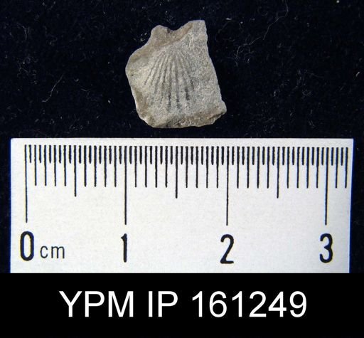 Orthis flabellites