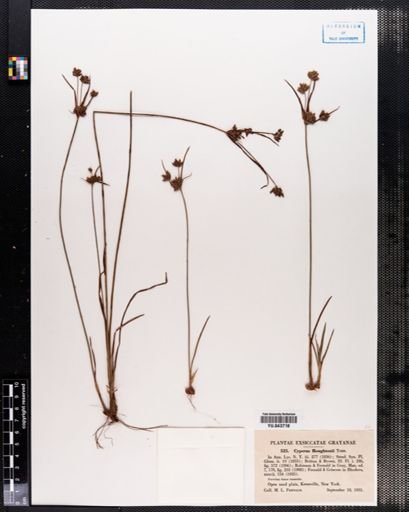 Cyperus houghtonii