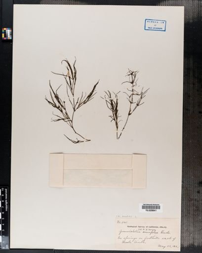 Zannichellia palustris
