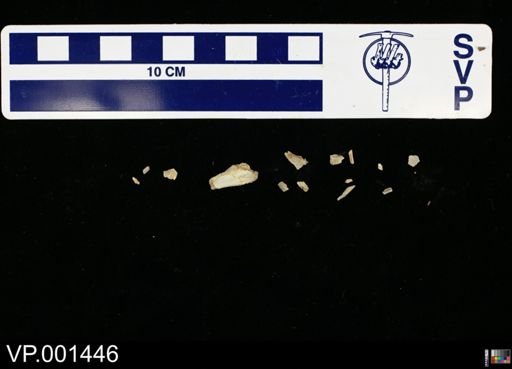 Ichthyornis