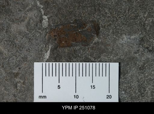 undet. Eurypterida