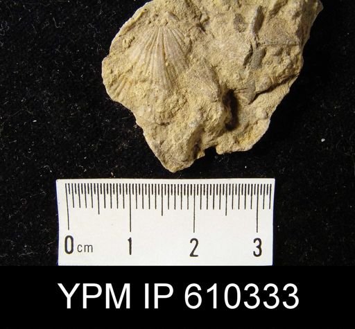Atrypa sp.