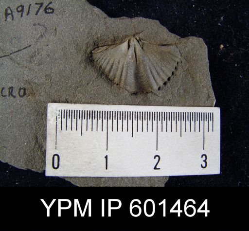 Mucrospirifer sp.