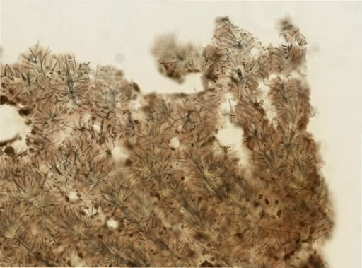 Agelas sp.