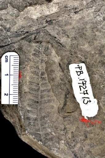 Pecopteris sp.