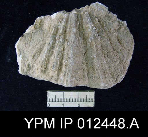Neospirifer pseudocameratus