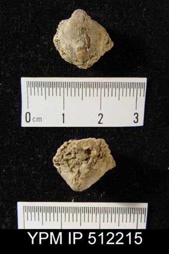 undet. Brachiopoda