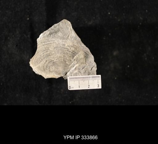 Echinoconchus punctatus