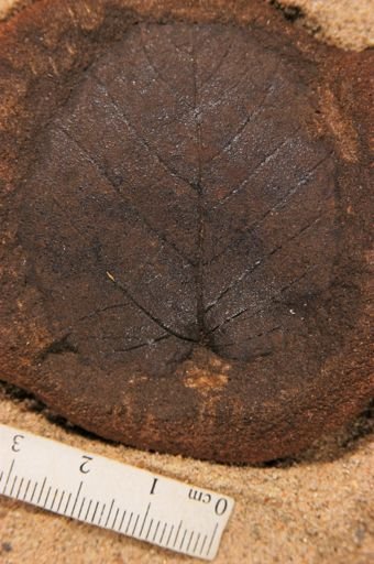 Angiospermopsida